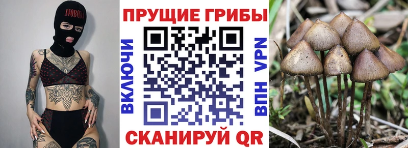 наркота  Бодайбо  OMG   Псилоцибиновые грибы Magic Shrooms 